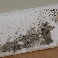 Mold Inspection & Testing Tallahassee FL image 3
